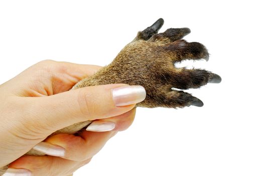 Human hand holding animal's paw