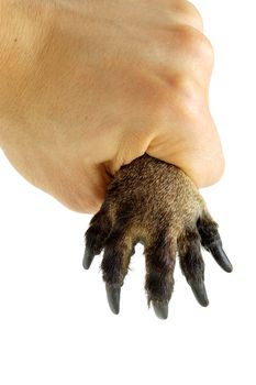 Animal's paw in human hand