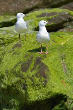 Two seagulls on the algae-covered stone 