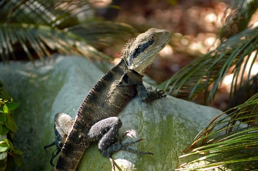 Green lizard on the stone in the rainforest