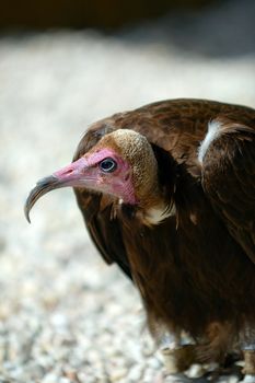 Bald-headed griffin in profile