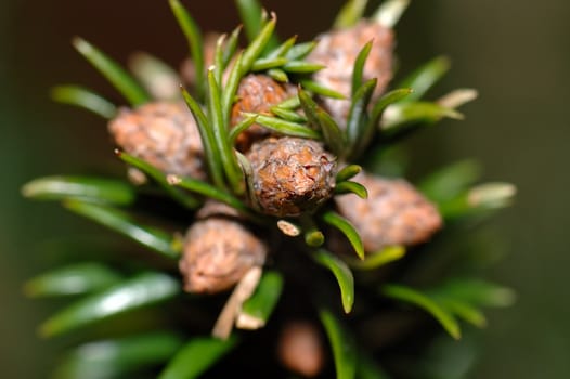 Close up of firtree buds and needles