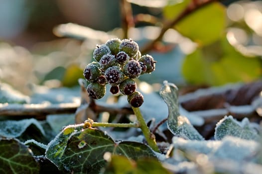 Seeds covered with ice