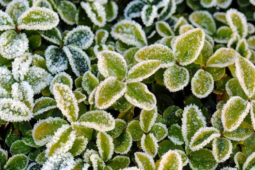 Delicate young leaves covered with ice