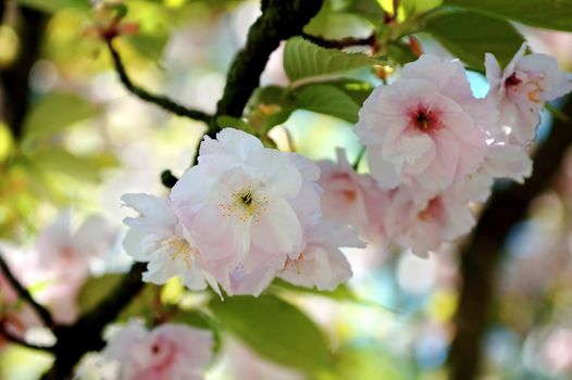 Blossomed tree