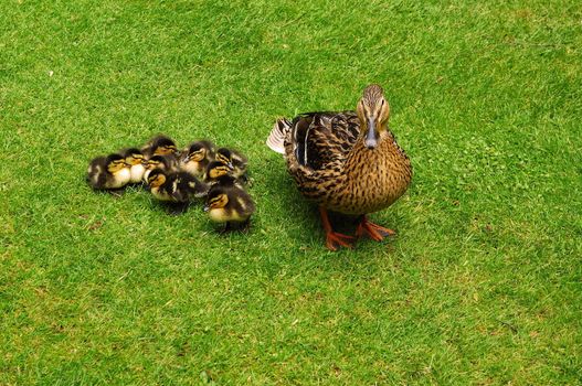 Duck and ducklings on the green grass