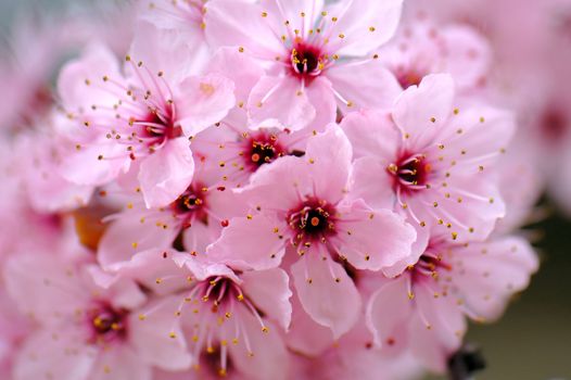 Close-up of cherry twig with pink flowers