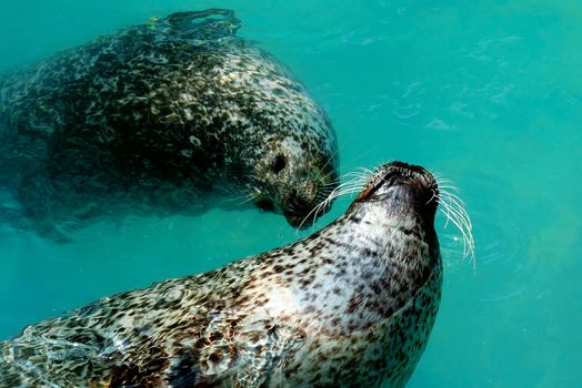 Two seals swimming in blue water