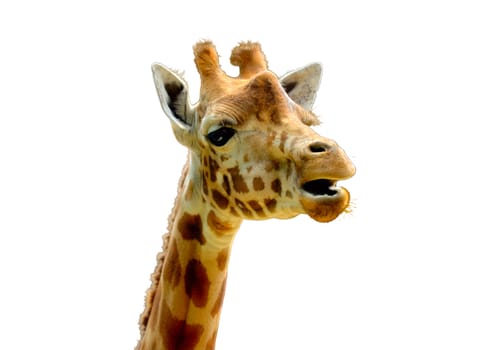 Isolated head of giraffe with open mouth