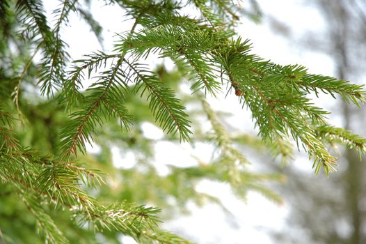 Conifer branchlets. Brightly green needles before spring - nature background.