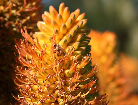 A bee in front of some beautiful orange flowers