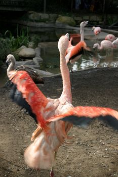 Pink Chilean Flaming looking for food in the water.