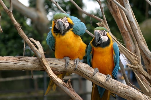 The Blue-and-yellow Macaw (Ara ararauna), also known as the Blue-and-gold Macaw, is a member of the macaw group of parrots which breeds in the swampy forests of tropical South America from Panama south to Brazil, Bolivia, Paraguay and Trinidad. It is an endangered species in Trinidad.