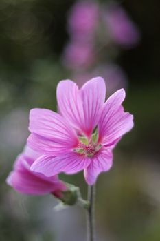 delicate pink flower