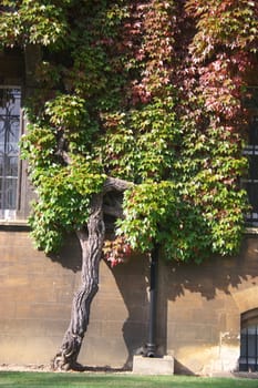 Detail of the side wing of Christ Church, Oxford, UK. Christ Church is one of the colleges of Oxford Univeristy and at the same time the Cathedral church of the diocese of Oxford.