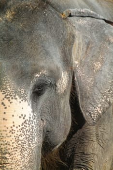 Head and ear of old Asian elephant. Shallow depth of field with the eye and most of the head in focus.