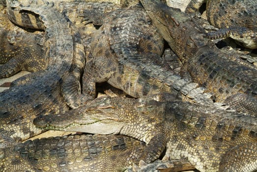 An area completely covered by crocodiles.