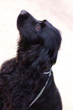 Black dog looking up to his/ her master/ 