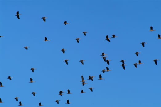 Flock of geese flying on a blue sky background