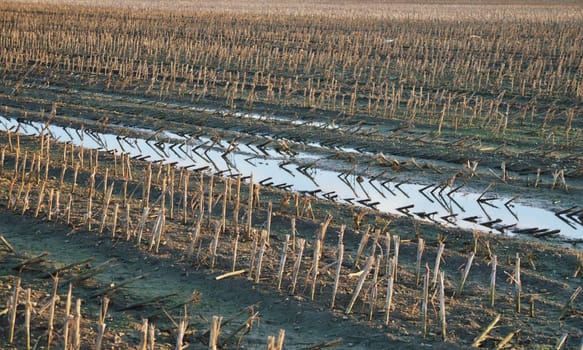 harvested field