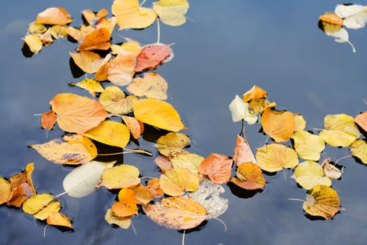 Autumn lives in the water