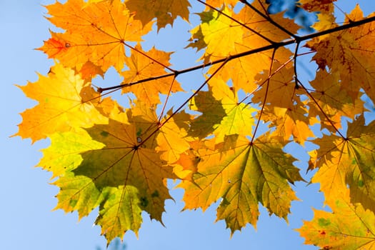 Maple branch with autumnal coloration leaves