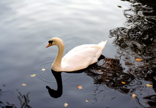 White swan swimming on a lake
