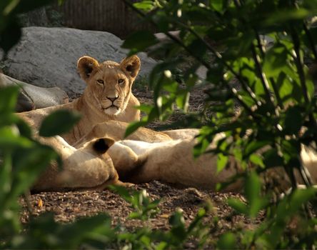 A female lion seated behind her cubs partly hidden by tree branches and green leaves