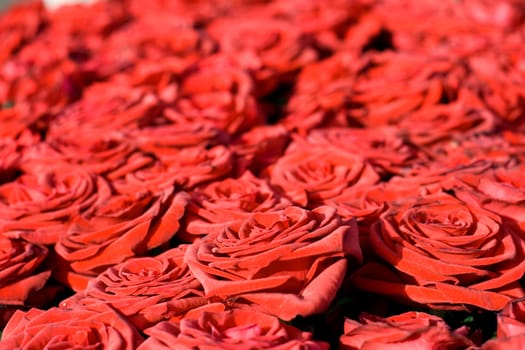 Red Rose background, close-up 