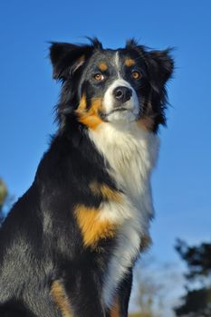 Young dog (cross between a Border Collie and a Swiss breed called Appenzeller), looking into the distance. Taken from a low viewpoint, against a blue sky.