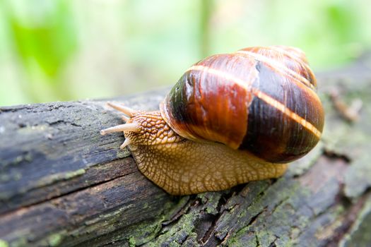 Snail in a Summer Garden. Close-Up