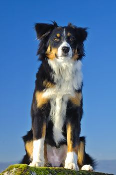 Young dog (cross between a Border Collie and a Swiss breed called Appenzeller), sitting with a watchful look. Taken from a low viewpoint, against a blue sky.