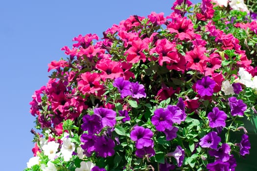 Variety of petunias