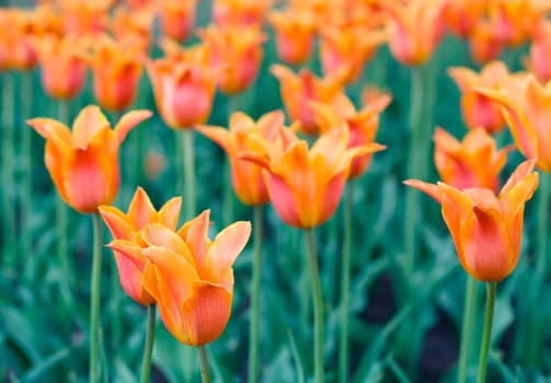 Lots of orange tulips