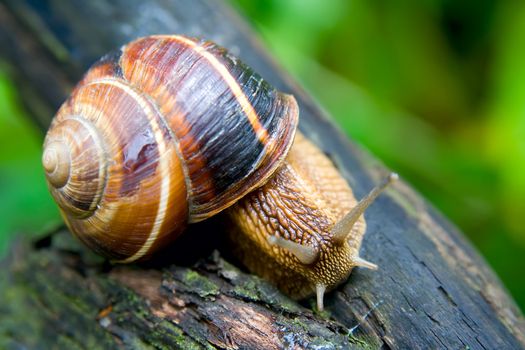 Snail in a Summer Garden. Close-Up