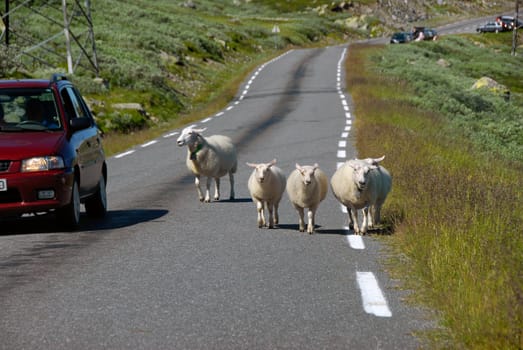 Sheep in motion on Norwegian road. Norway 2008.