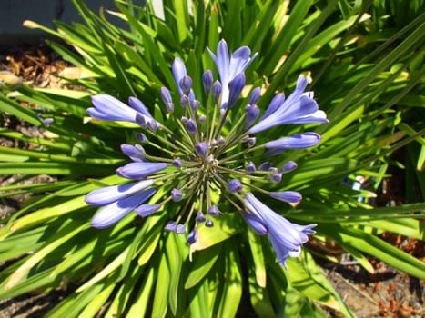 Agapanthus flower on a sunny day.
