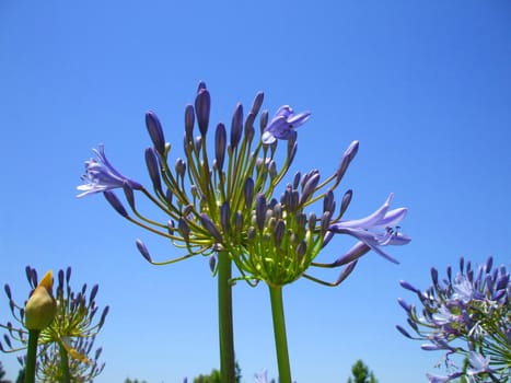 Agapanthus flowers on a sunny day.
