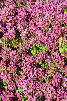 Pink allyssum flowers close up on a sunny day.