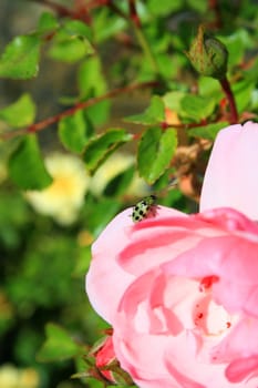 Close up of a beetle sitting on a pink rose.
