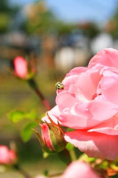 Close up of a beetle sitting on a pink rose.
