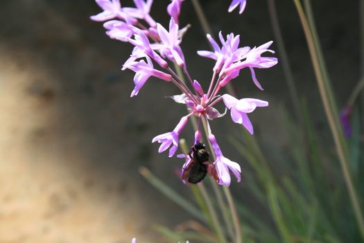 Close up of a black bumble bee sitting on a flower.
