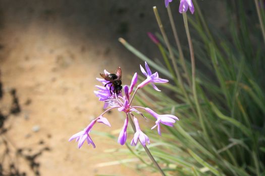 Close up of a black bumble bee sitting on a flower.
