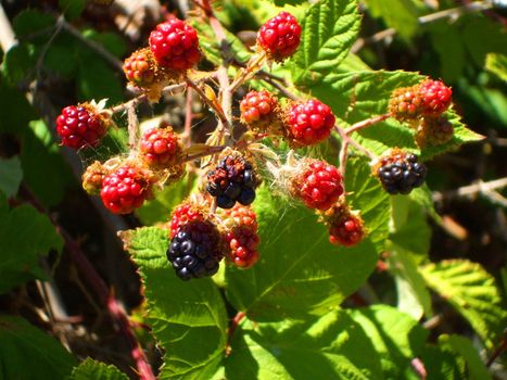 Close up of red and purple blackberries.
