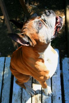 Close up of a boxer dog.
