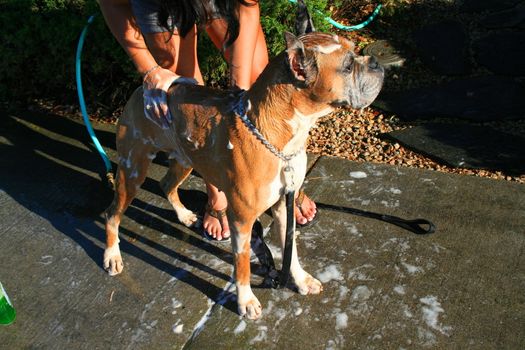 Close up of a boxer dog bathing outdoors.
