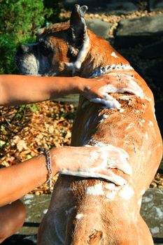 Close up of a boxer dog bathing outdoors.
