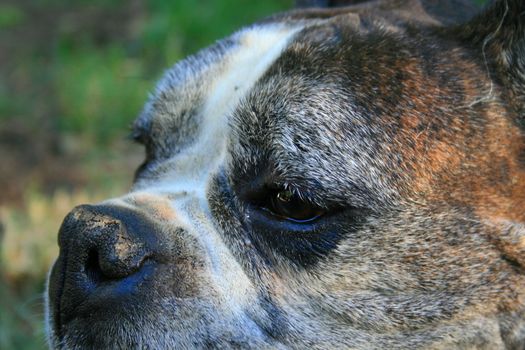Close up of a black boxer dog face.
