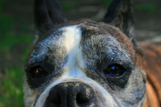 Close up of a black boxer dog face.
