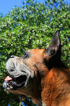 Close up of a boxer dog.
